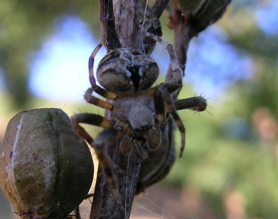 Araneus angulatus ?